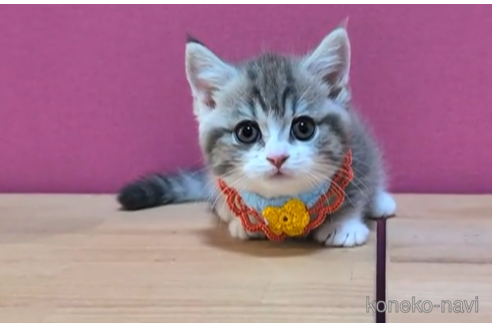 成約済の東京都のマンチカン(短足)-104750の3枚目